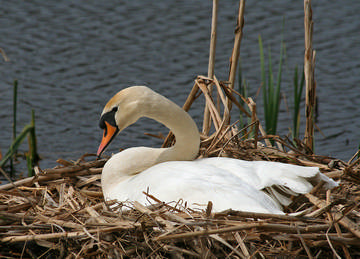 Mute Swan © Sheila Blamire