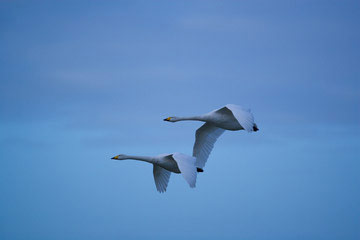 Whooper Swans © Simon Booth