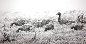 Pink-footed Geese © Andrew Mart