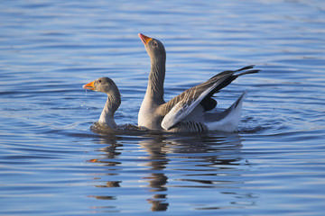 Greylag Geese © Simon Booth