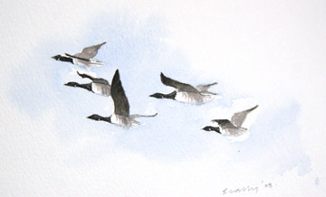 Brent Geese © Ray Scally
