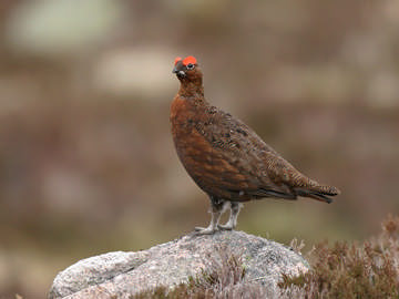 Red Grouse © Steve Round