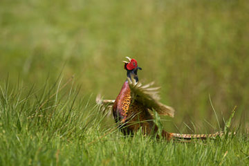 Pheasant © Ben Hall