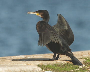 Cormorant © Richard Steel