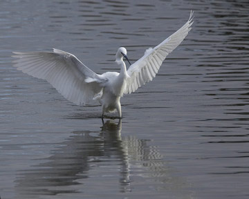Little Egret © Richard Steel