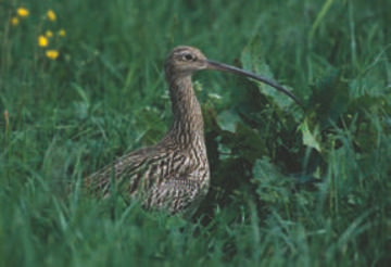 Curlew © Simon Booth