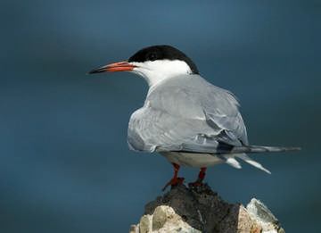 Common Tern © Sue & Andy Tranter