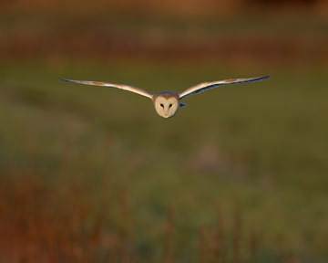 Barn Owl © Richard Steel