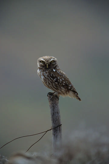 Little Owl © Simon Booth