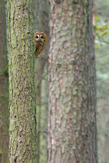 Tawny Owl © Ben Hall