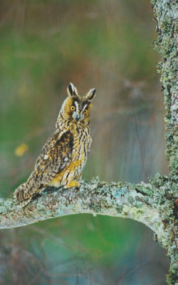 Long-eared Owl © Peter Smith