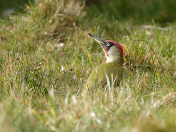 Green Woodpecker © Steve Round