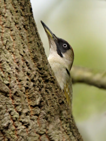 Green Woodpecker © Steve Round