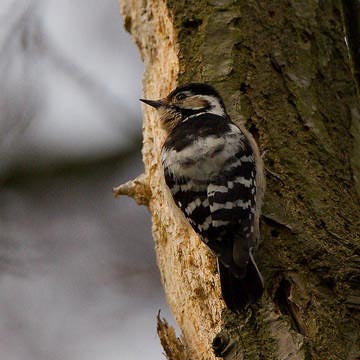 Lesser Spotted Woodpecker © Steve Fletcher