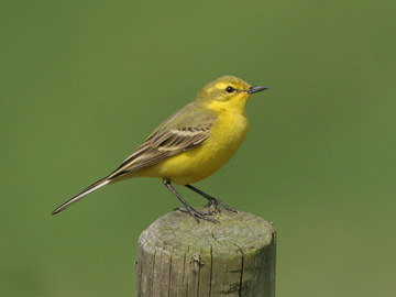 Yellow Wagtail © Steve Round