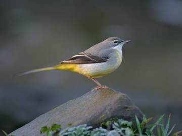 Grey Wagtail © Steve Round
