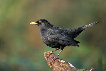 Blackbird © Simon Booth