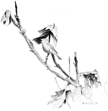 Garden Warbler © Ray Scally