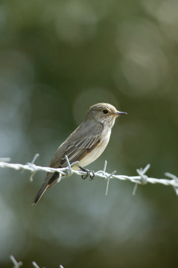 Spotted Flycatcher © Andy Harmer