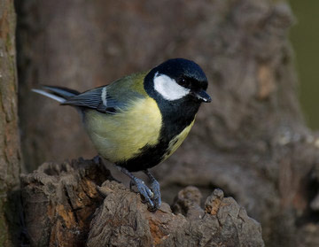 Great Tit © Sue & Andy Tranter