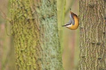 Nuthatch © Ben Hall