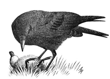 Carrion Crow © Andrew Mart