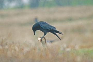 Carrion Crow © Peter Smith