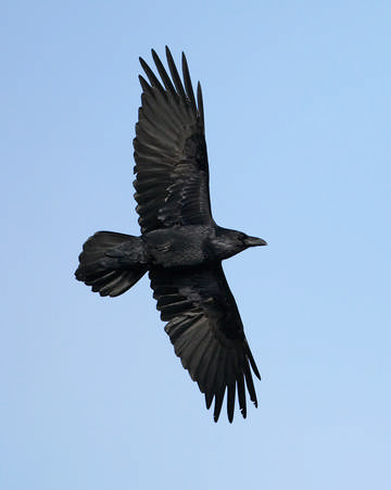 Raven © Richard Steel